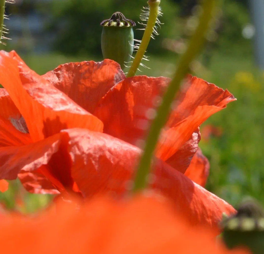 Klatschmohn