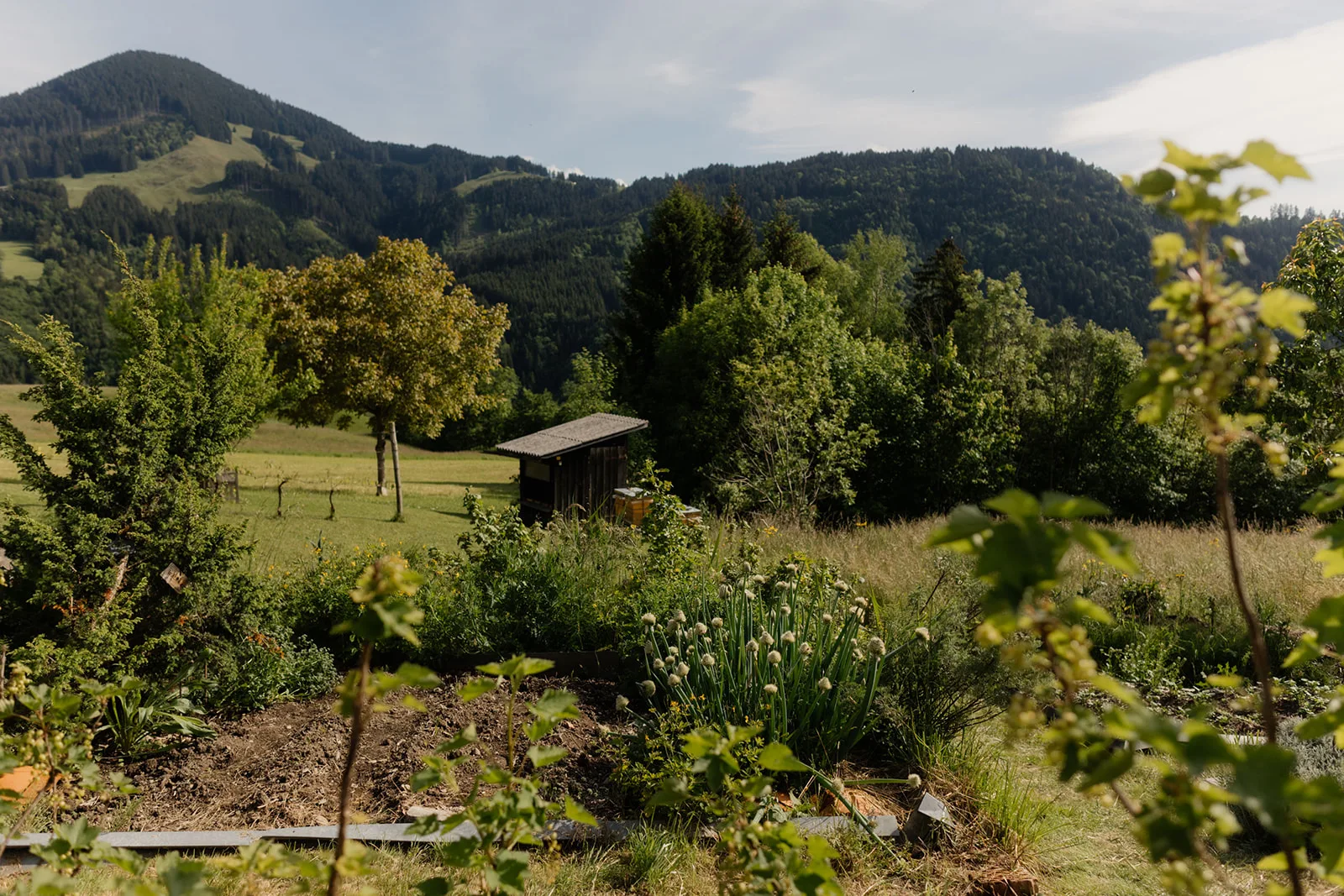Energie und Kraft Essenzen Garten