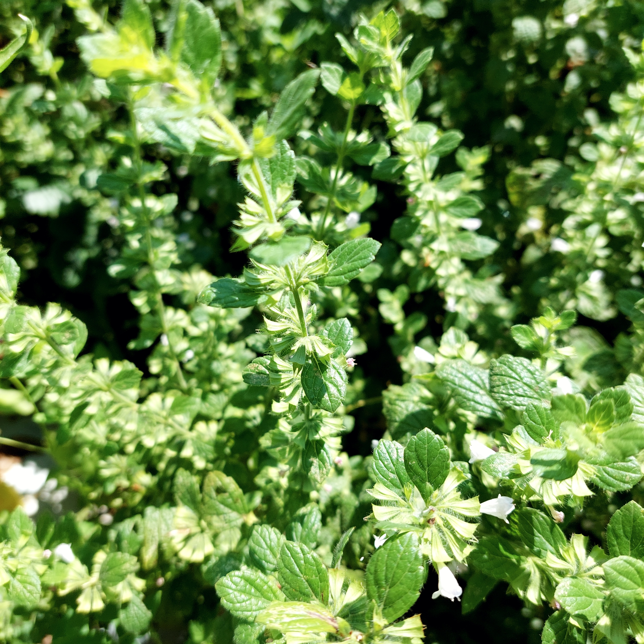 Raumspray Ruhe 30ml 2 Zitronenmelisse