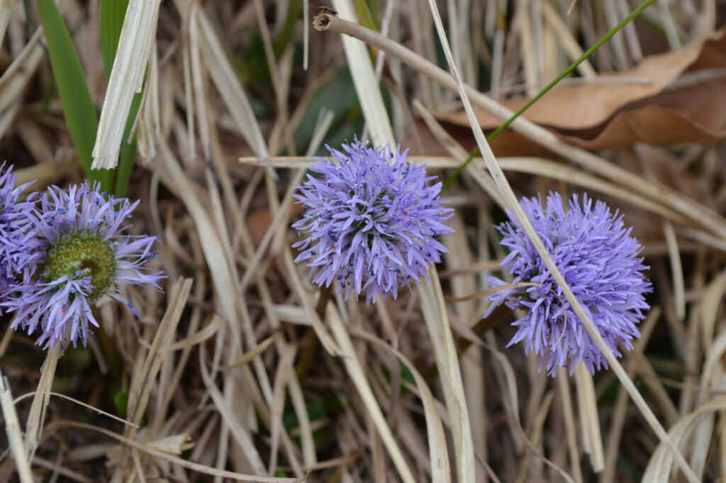Herzblättrige Kugelblume