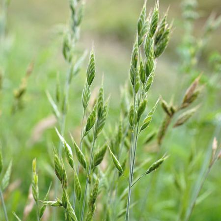 Weiche Trespe KI Bild