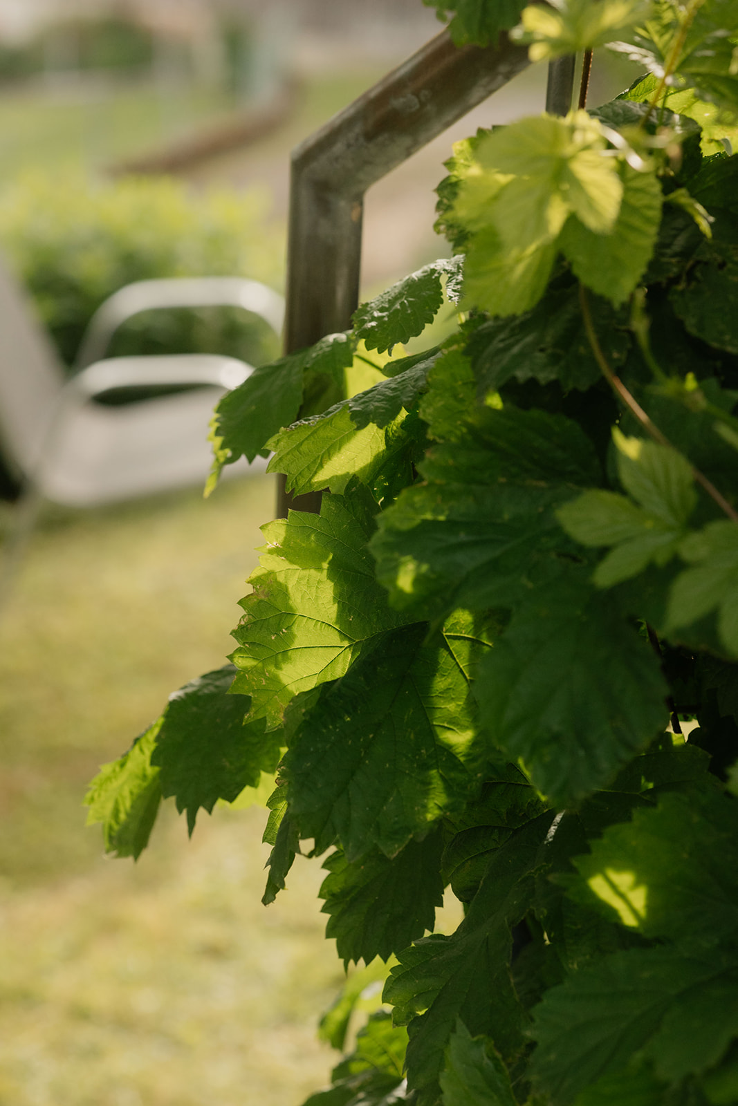 Raumspray Ruhe 30ml 3 Hopfen