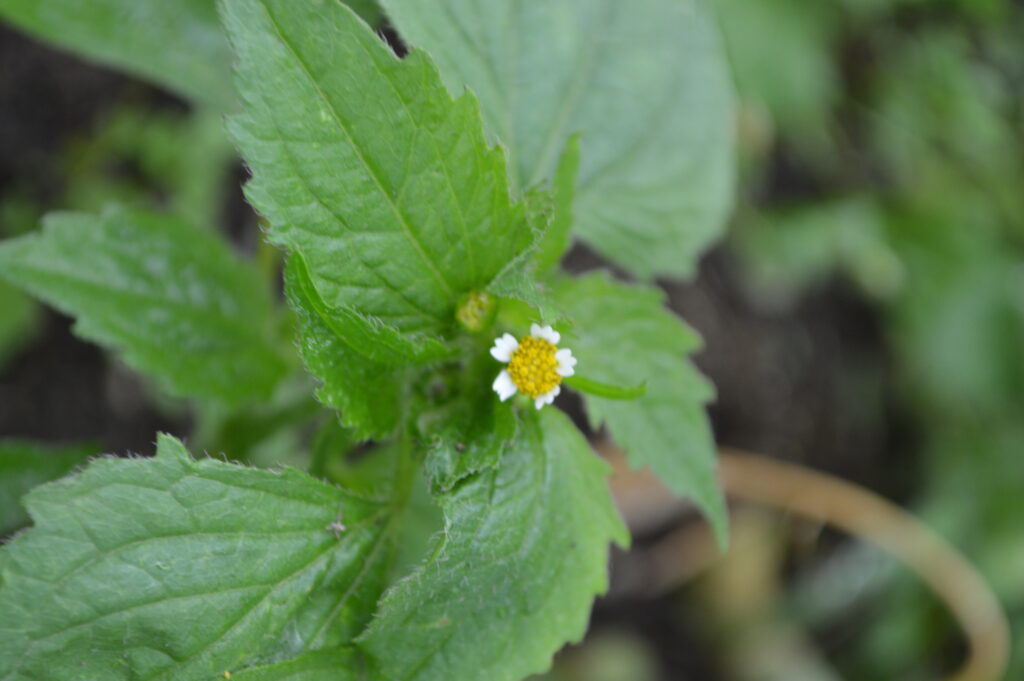 Wildkraut in unserem Garten - Franzosenkraut oder Kleinblütiges Knopfkraut