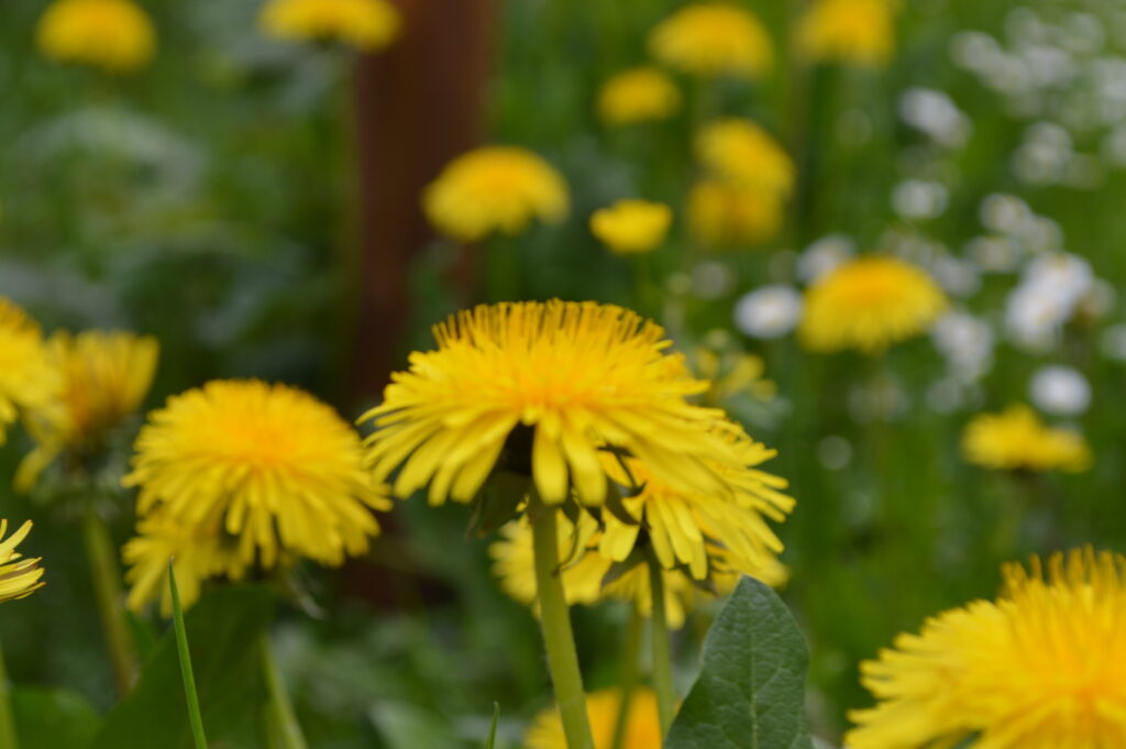 Löwenzahnblüten