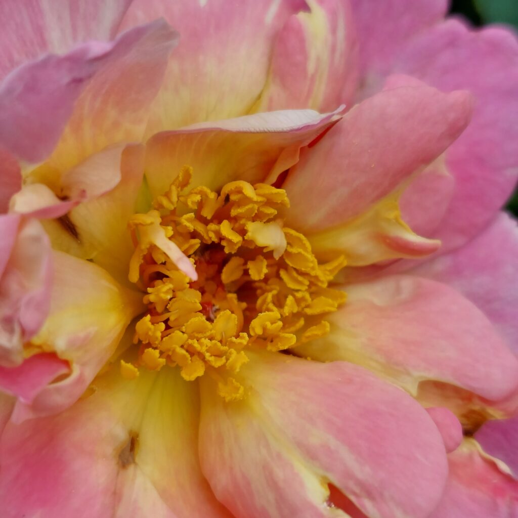 Rosenblüte