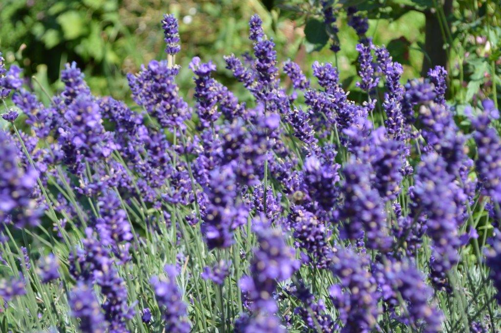 Lavendelblüten